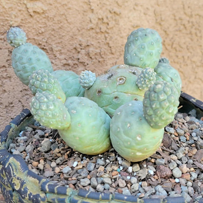 Tephrocactus Geometricus – Snow Man Cactus - 14 Cladodes