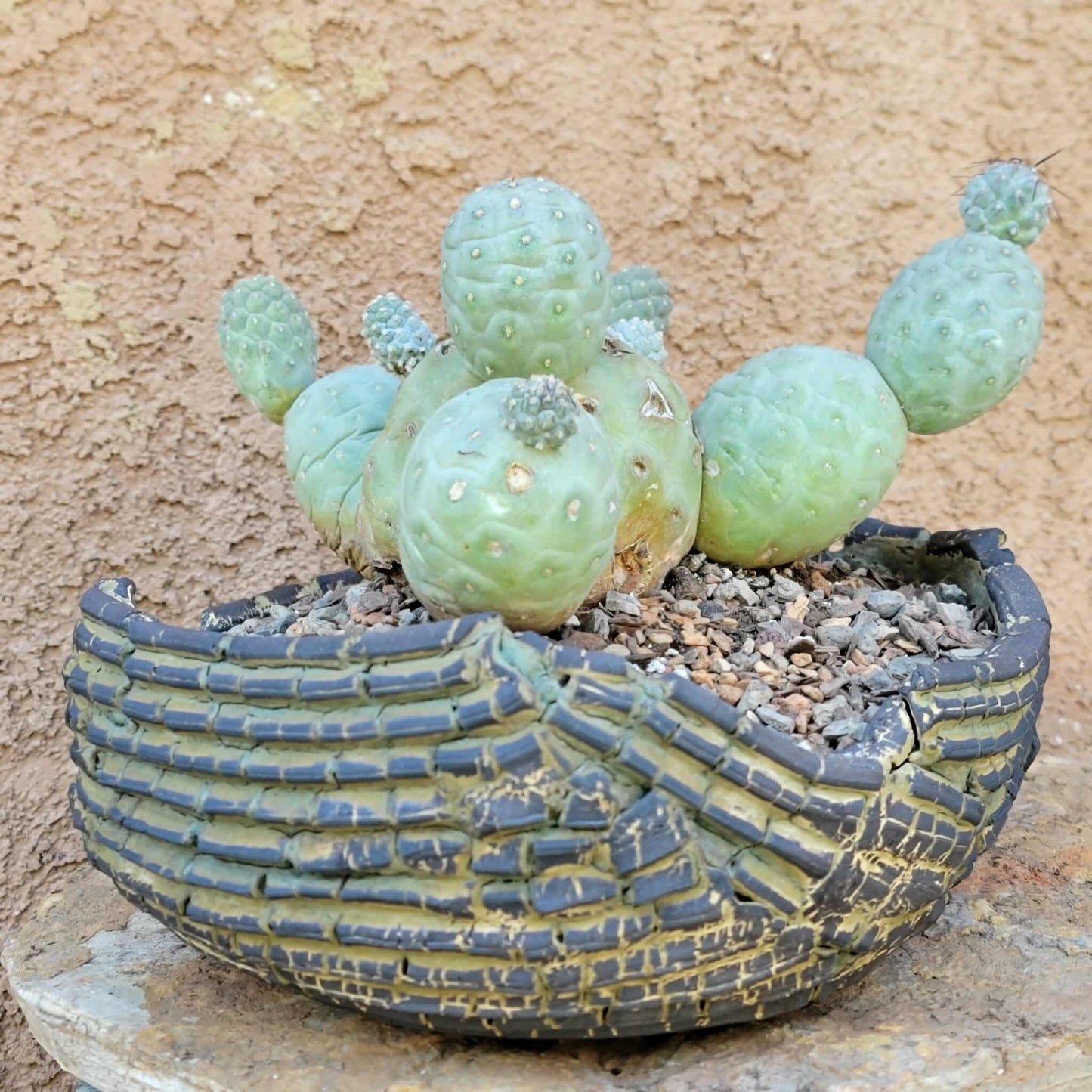 Tephrocactus Geometricus – Snow Man Cactus - 14 Cladodes