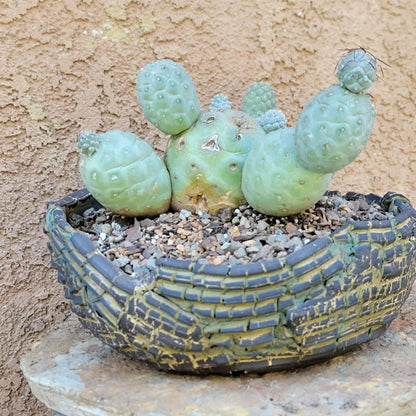 Tephrocactus Geometricus – Snow Man Cactus - 14 Cladodes