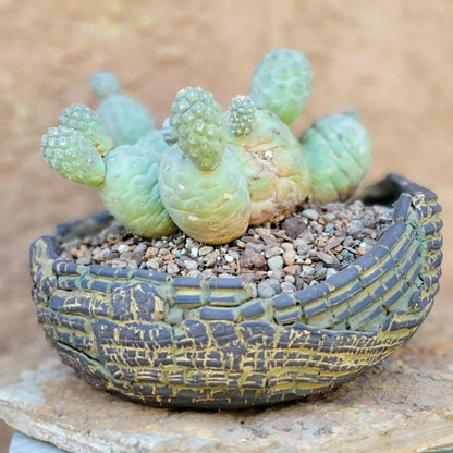 Tephrocactus Geometricus – Snow Man Cactus - 14 Cladodes