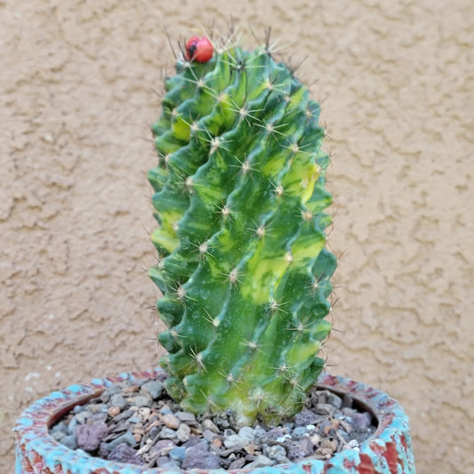Thelocactus setispinus variegata