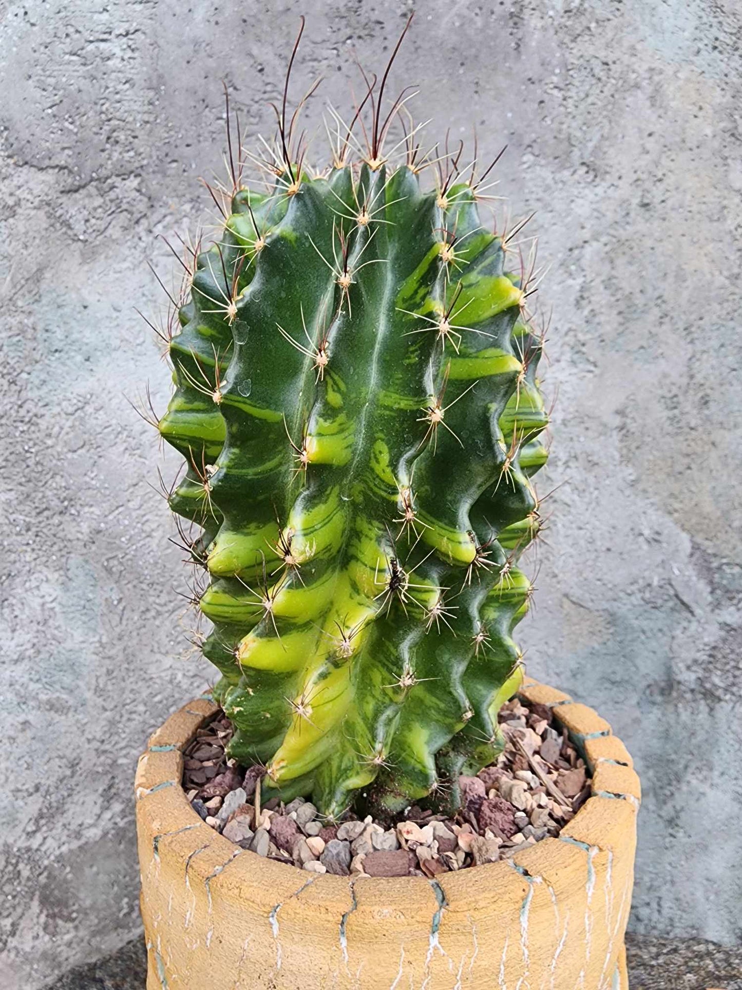 Thelocactus setispinus variegata