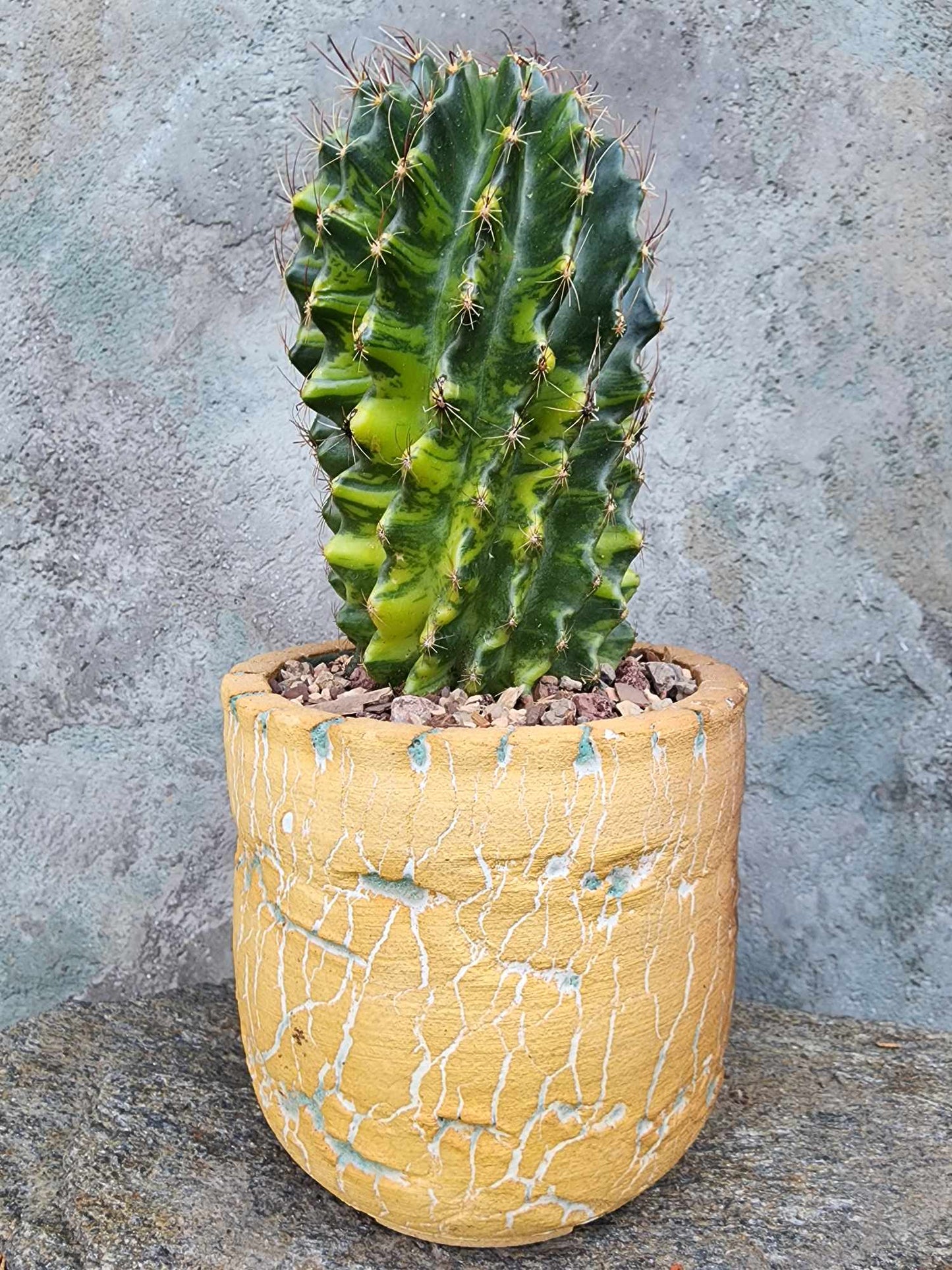 Thelocactus setispinus variegata