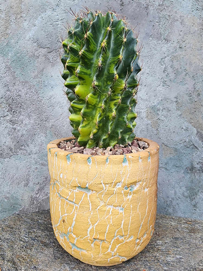 Thelocactus setispinus variegata