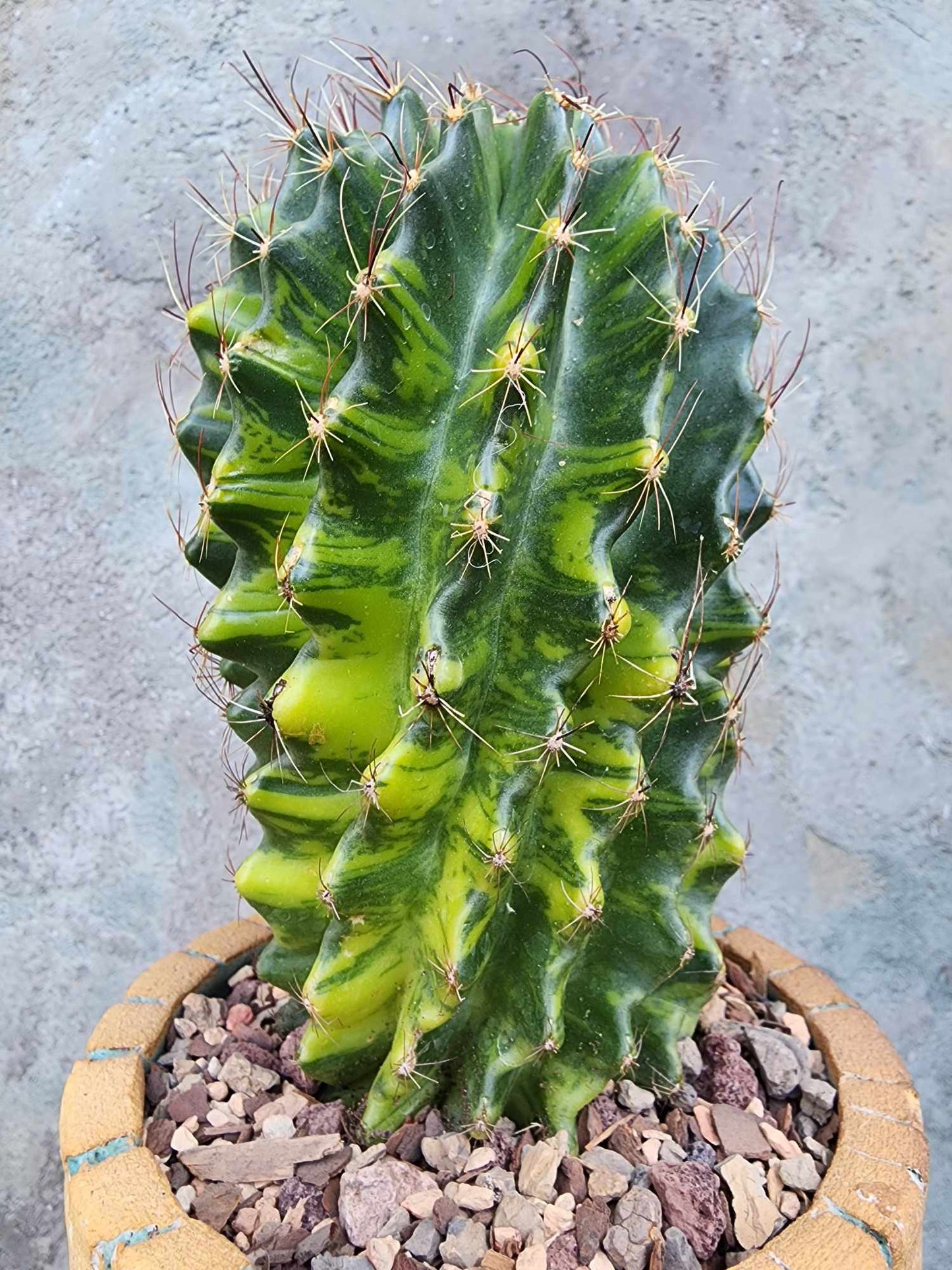 Thelocactus setispinus variegata