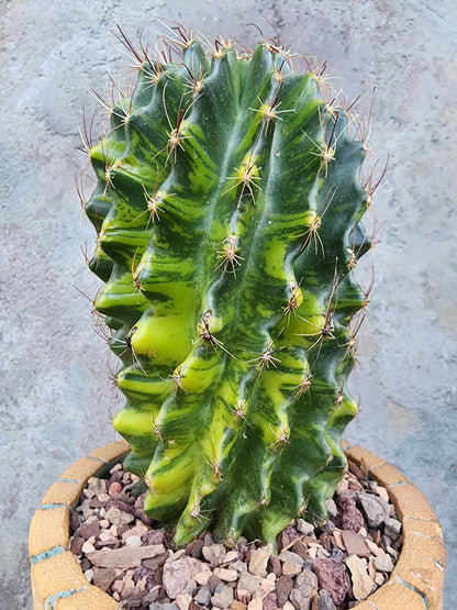 Thelocactus setispinus variegata