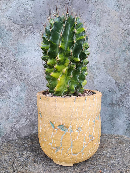 Thelocactus setispinus variegata
