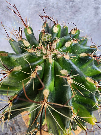 Thelocactus setispinus variegata