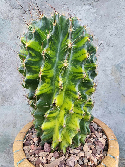 Thelocactus setispinus variegata