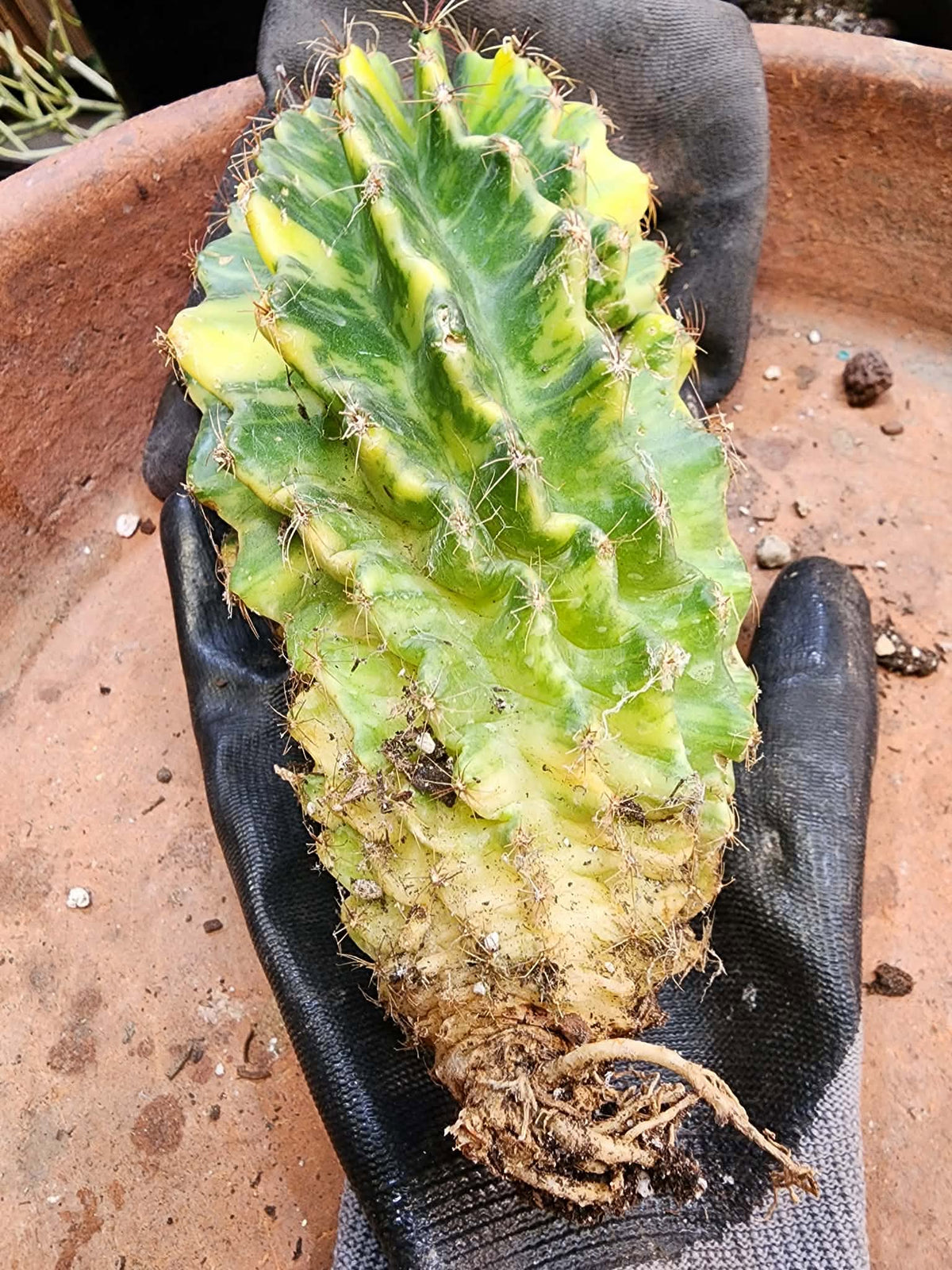 Thelocactus setispinus variegata