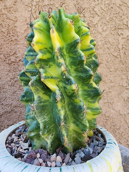 Thelocactus setispinus variegata