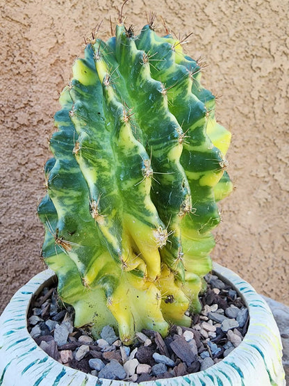 Thelocactus setispinus variegata