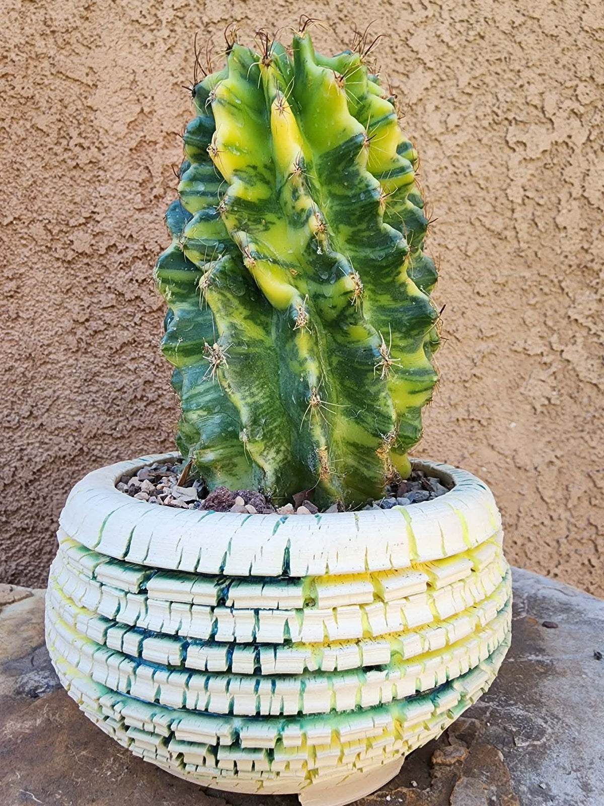 Thelocactus setispinus variegata