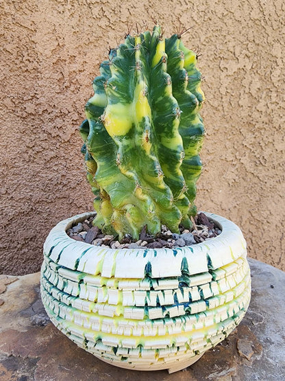 Thelocactus setispinus variegata