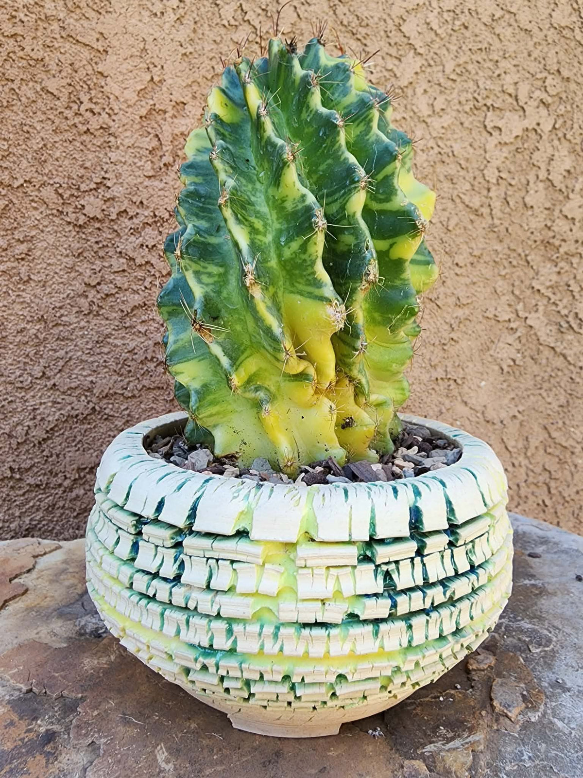 Thelocactus setispinus variegata