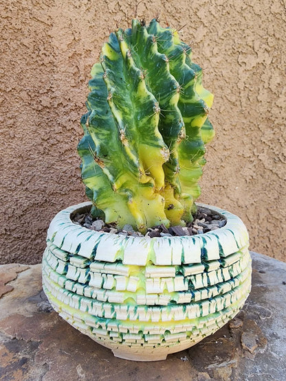 Thelocactus setispinus variegata