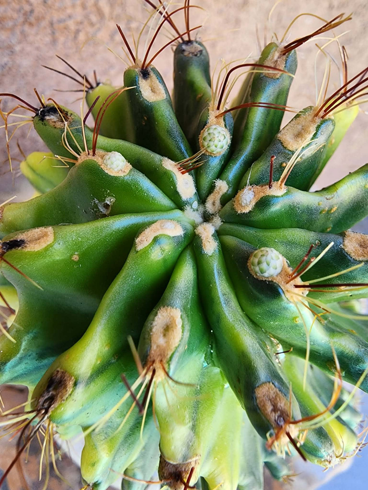 Thelocactus setispinus variegata