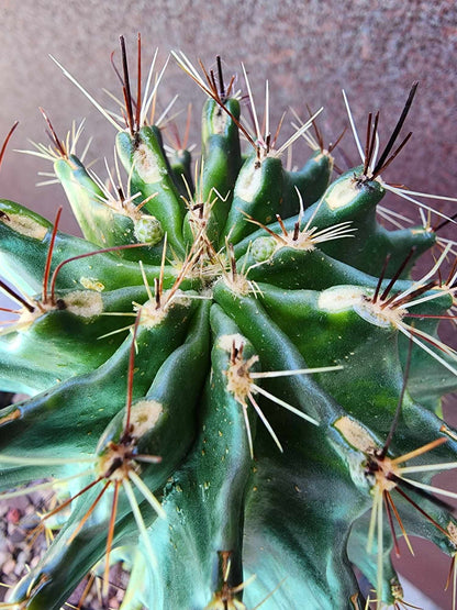 Thelocactus setispinus variegata (Last one!)