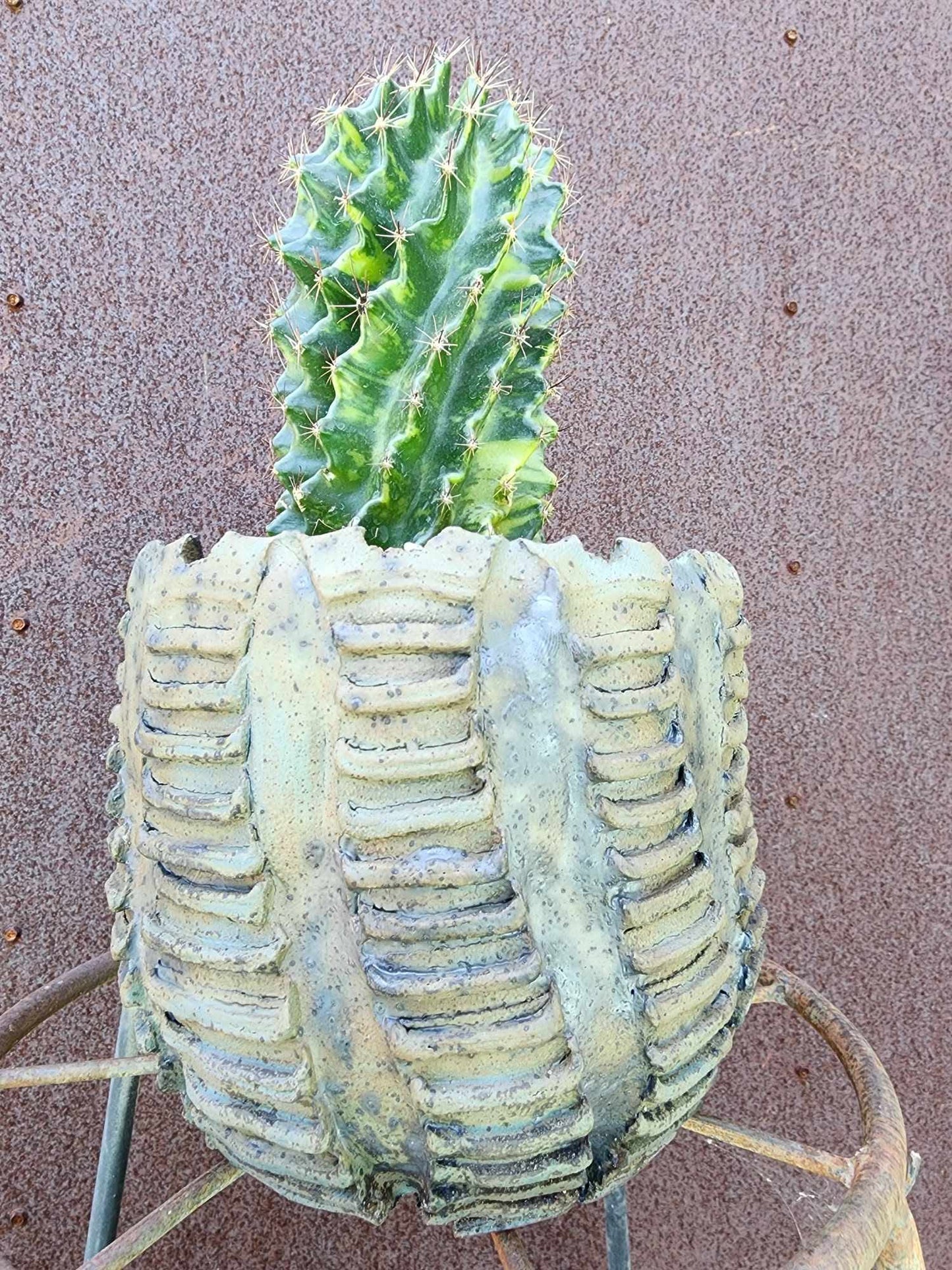 Thelocactus setispinus variegata (Last one!)