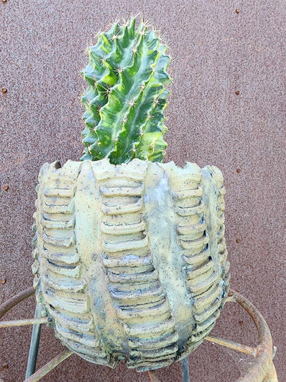 Thelocactus setispinus variegata (Last one!)