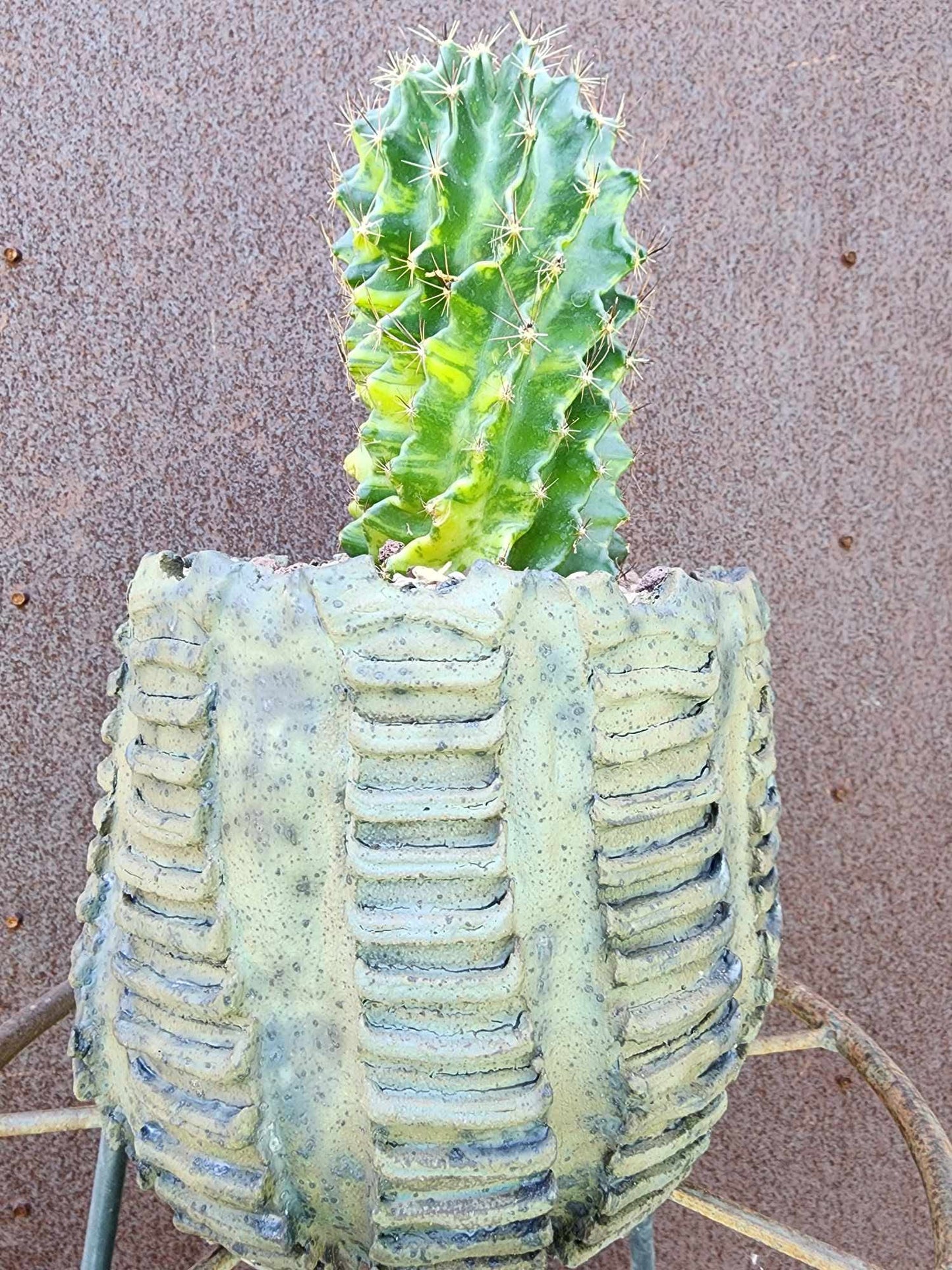 Thelocactus setispinus variegata (Last one!)