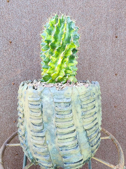 Thelocactus setispinus variegata (Last one!)