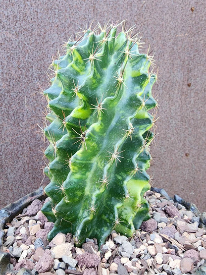 Thelocactus setispinus variegata (Last one!)