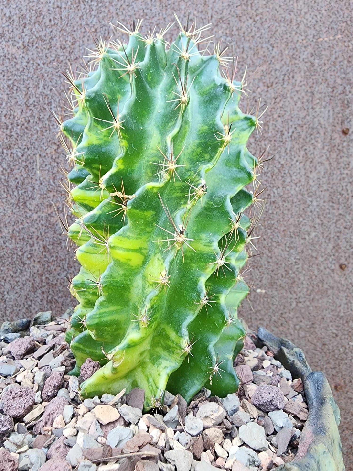 Thelocactus setispinus variegata (Last one!)