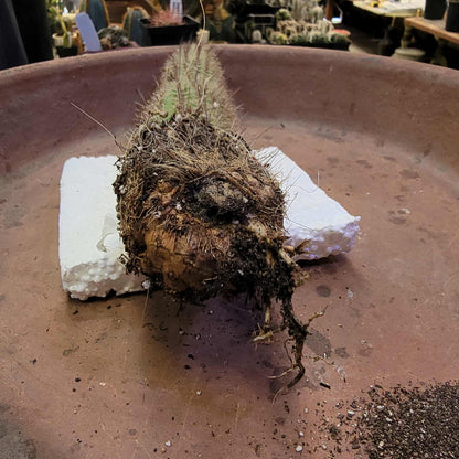 Thrixanthocereus senilis