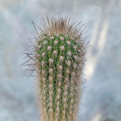 Thrixanthocereus senilis
