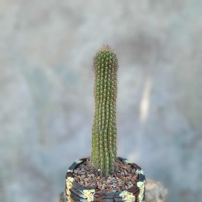 Thrixanthocereus senilis