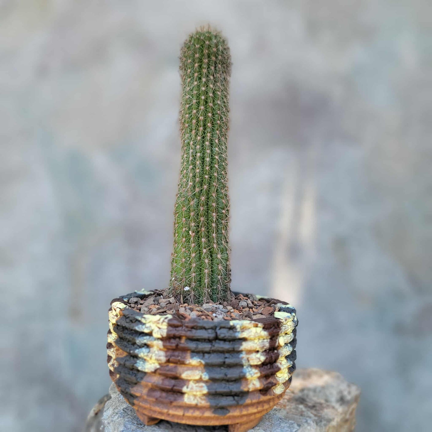 Thrixanthocereus senilis