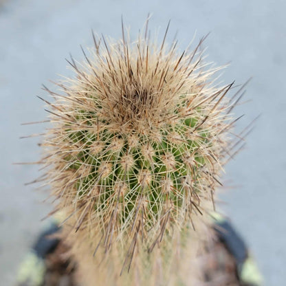 Thrixanthocereus senilis