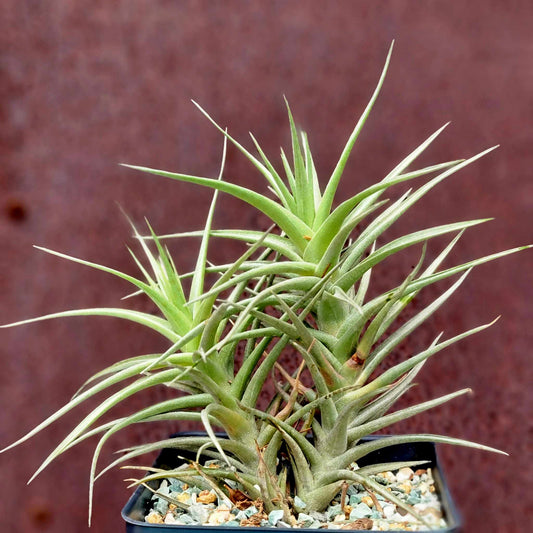 Tillandsia Murorum Air Plant - Double Head