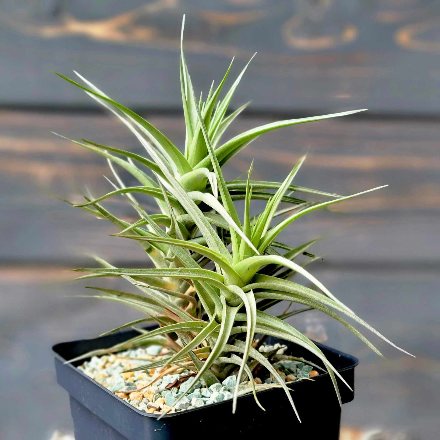 Tillandsia Murorum Air Plant - Double Head