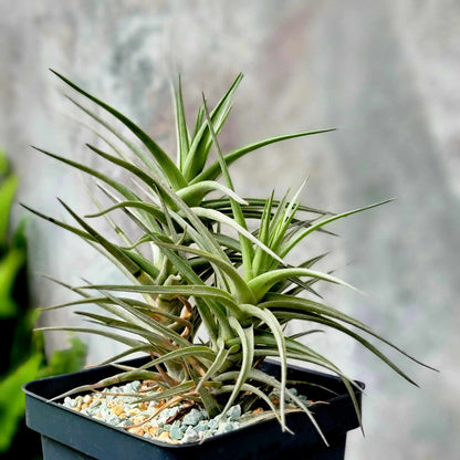 Tillandsia Murorum Air Plant - Double Head