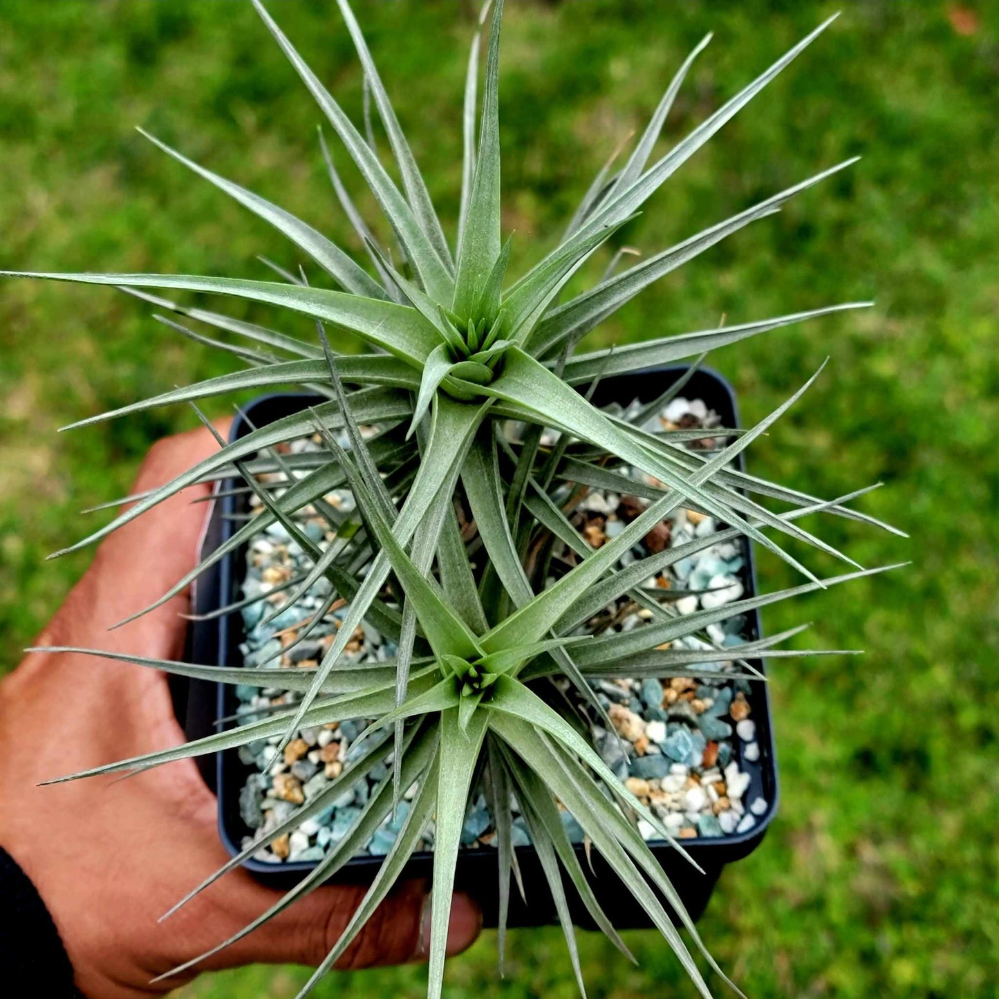 Tillandsia Murorum Air Plant - Double Head