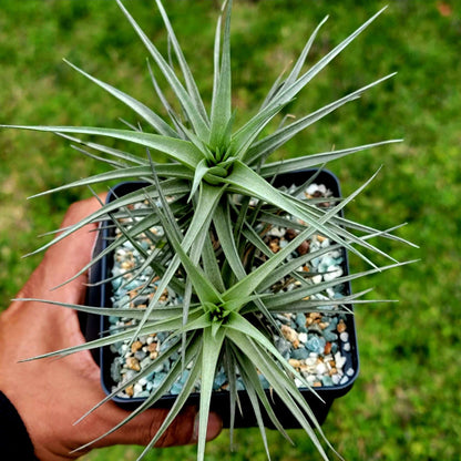 Tillandsia Murorum Air Plant - Double Head