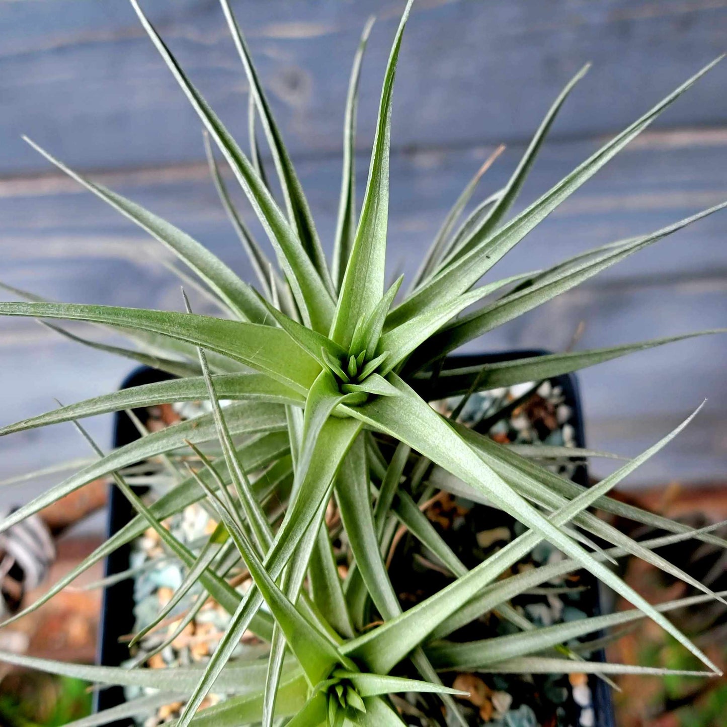 Tillandsia Murorum Air Plant - Double Head