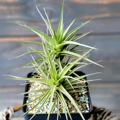 Tillandsia Murorum Air Plant - Double Head