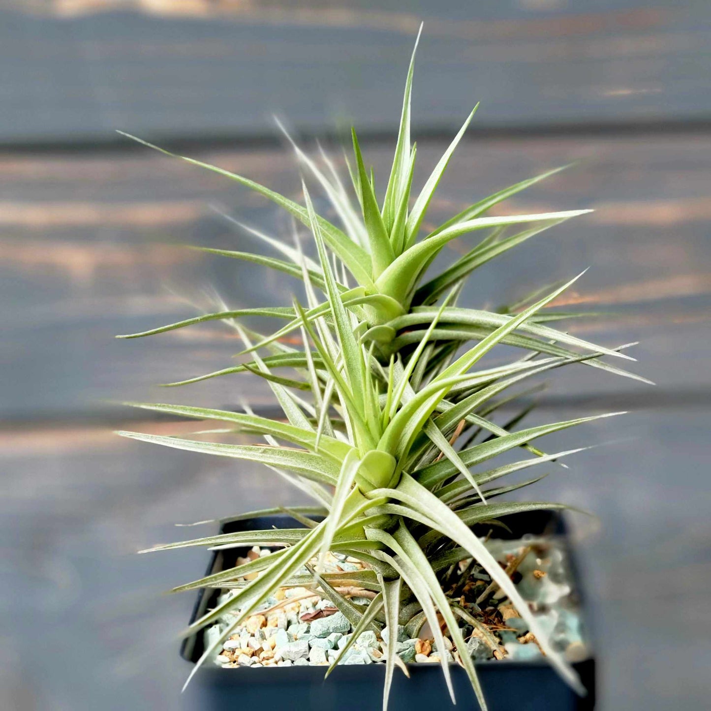 Tillandsia Murorum Air Plant - Double Head