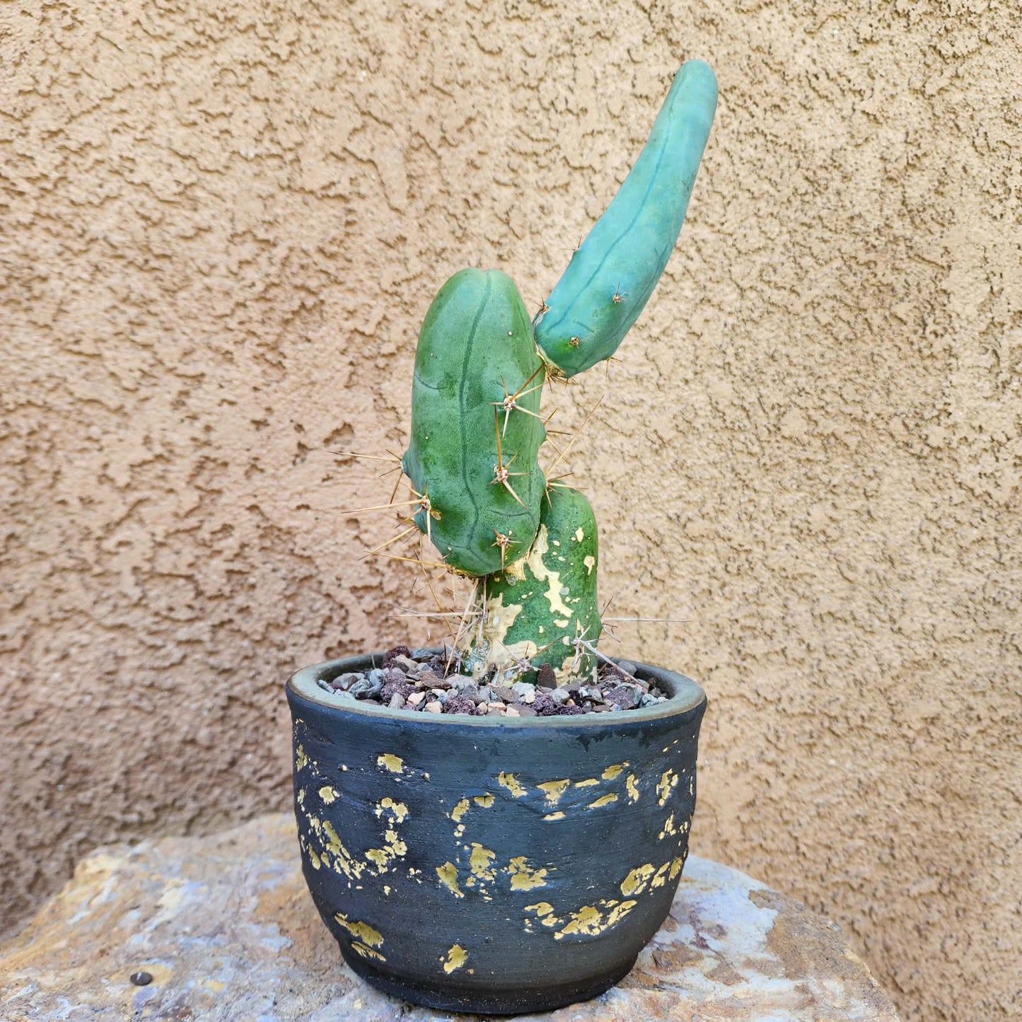 Trichocereus bridgesii f. Monstruosa  – Penis Cactus