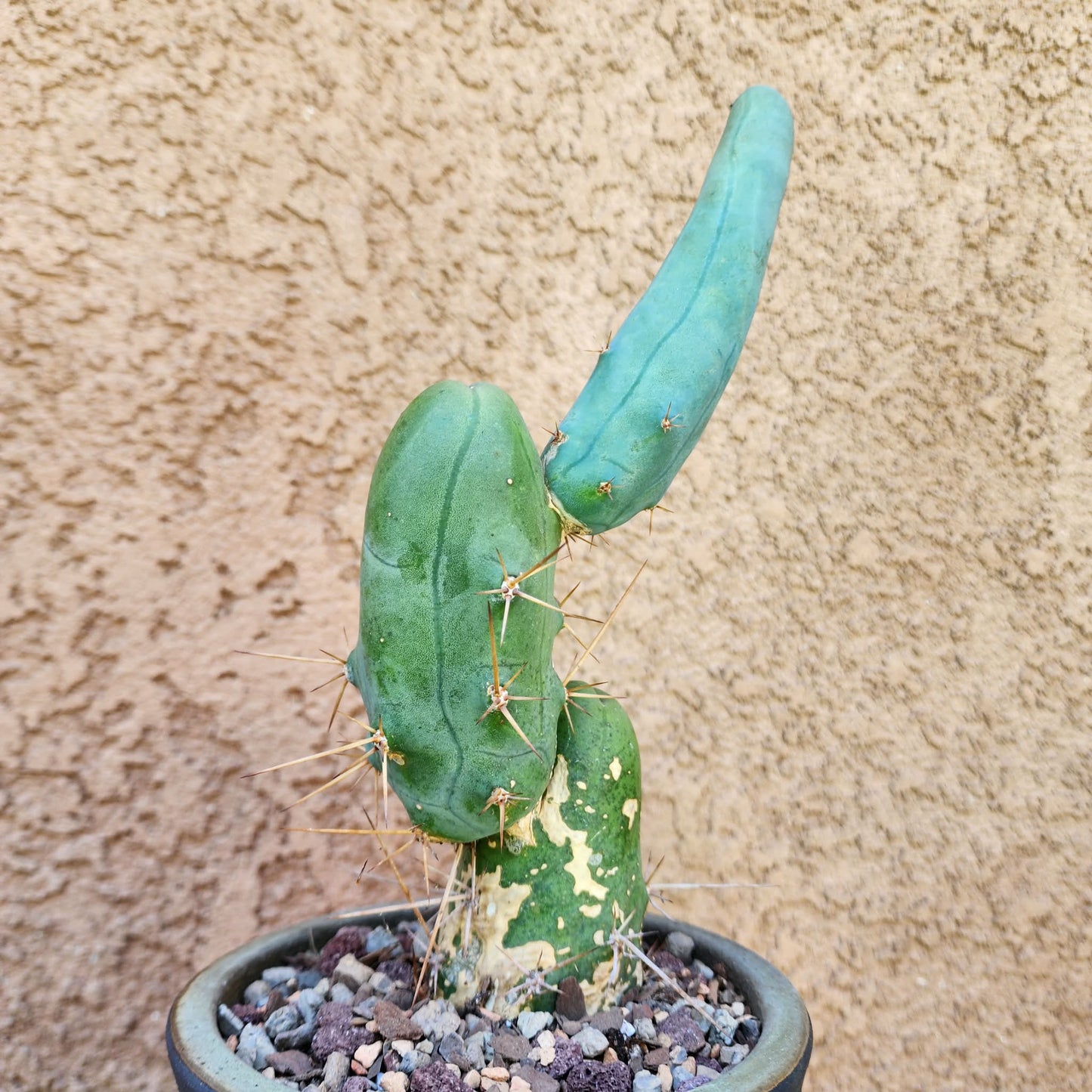 Trichocereus bridgesii f. Monstruosa  – Penis Cactus