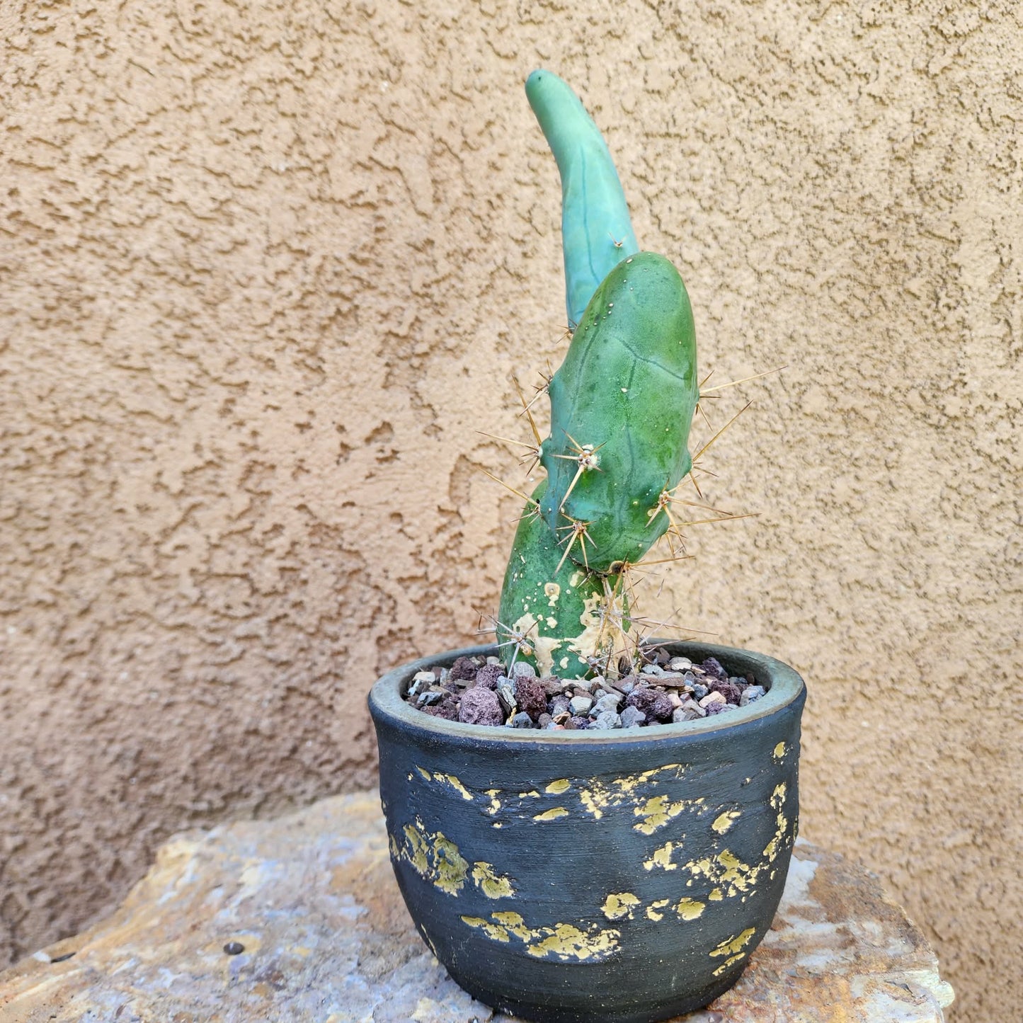 Trichocereus bridgesii f. Monstruosa  – Penis Cactus