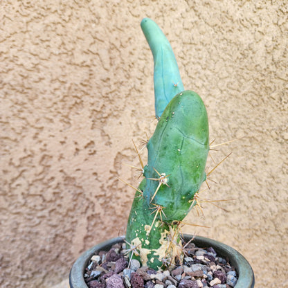 Trichocereus bridgesii f. Monstruosa  – Penis Cactus