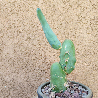 Trichocereus bridgesii f. Monstruosa  – Penis Cactus