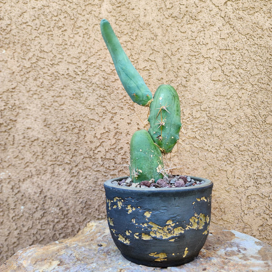 Trichocereus bridgesii f. Monstruosa  – Penis Cactus collector cactus specimen