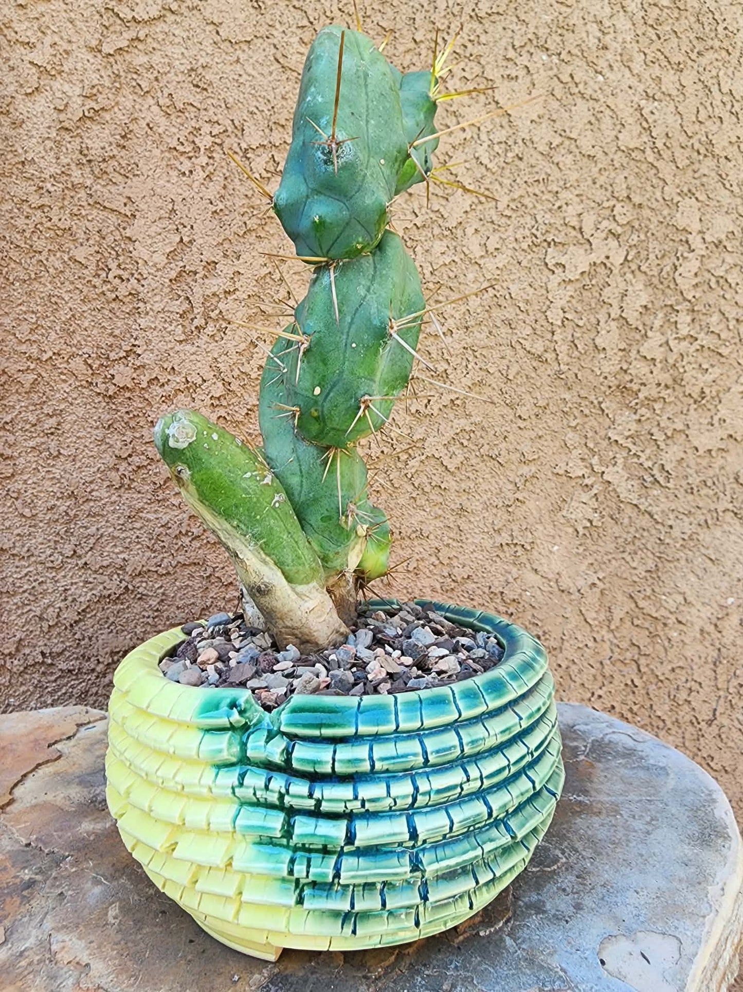 Trichocereus bridgesii f. Monstruosa  – Penis Cactus