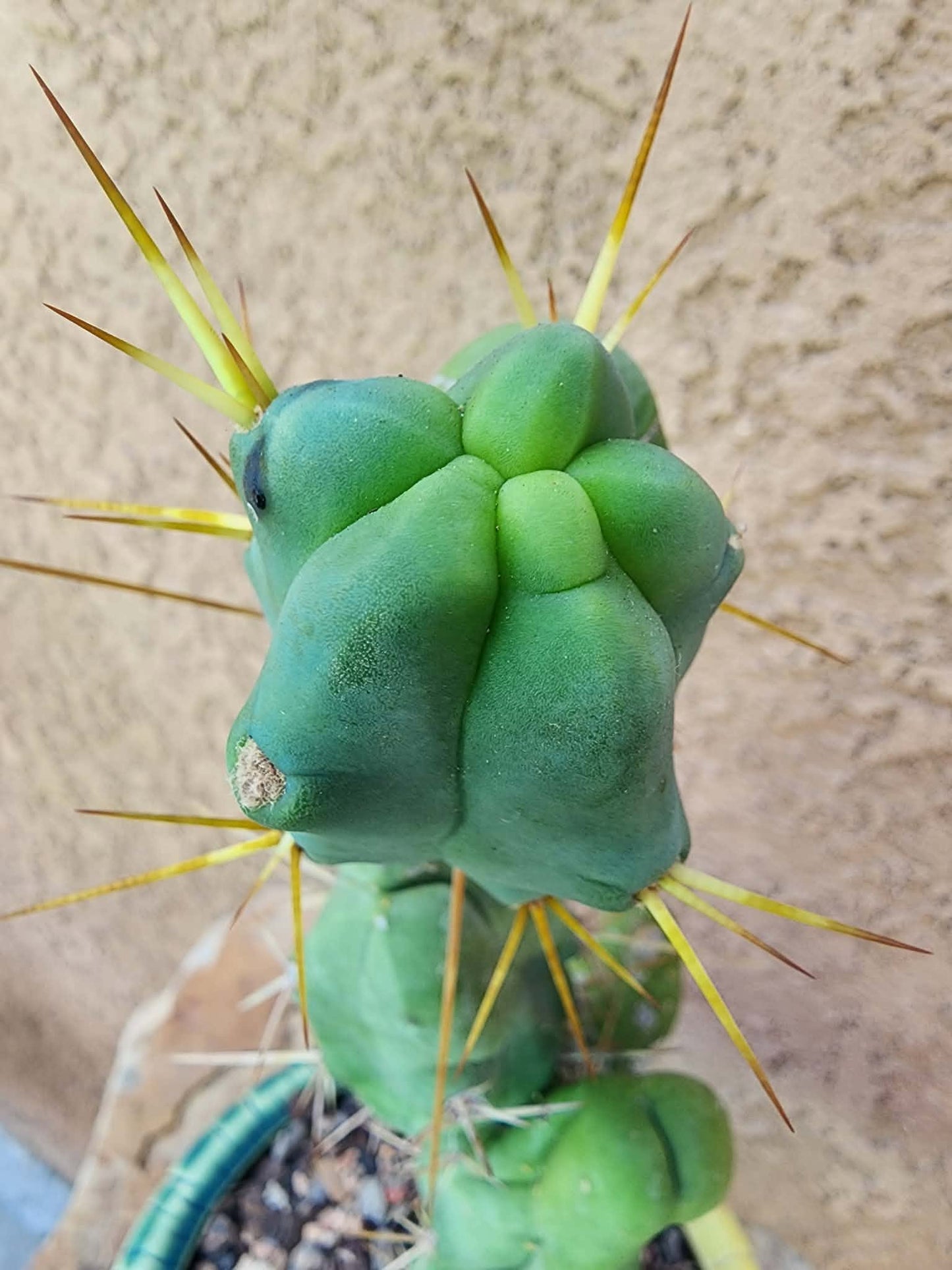 Trichocereus bridgesii f. Monstruosa  – Penis Cactus