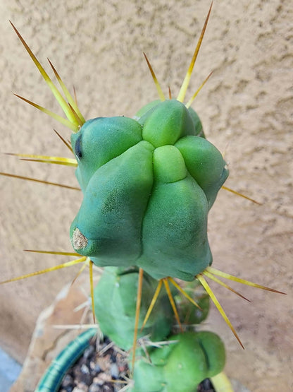 Trichocereus bridgesii f. Monstruosa  – Penis Cactus